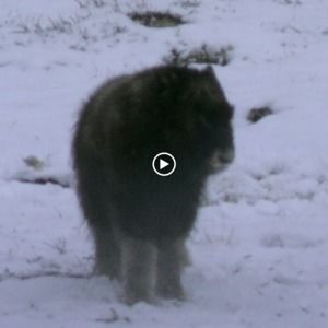 Meet your Posher, Cooper